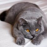 British Shorthair Cat