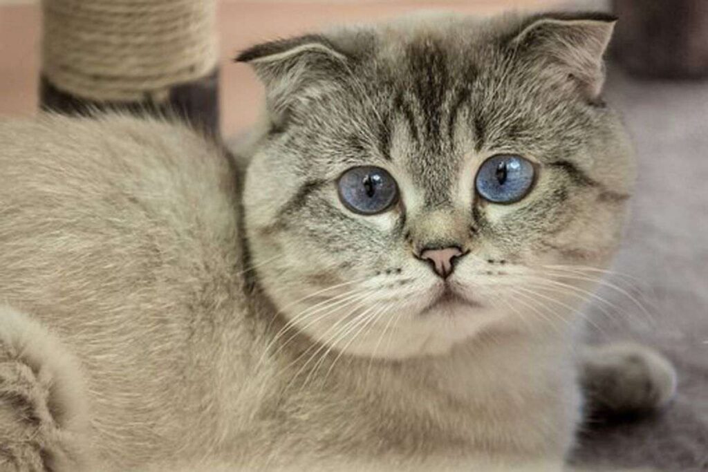 Scottish Fold Cat For Sale