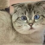 Scottish Fold Cat For Sale