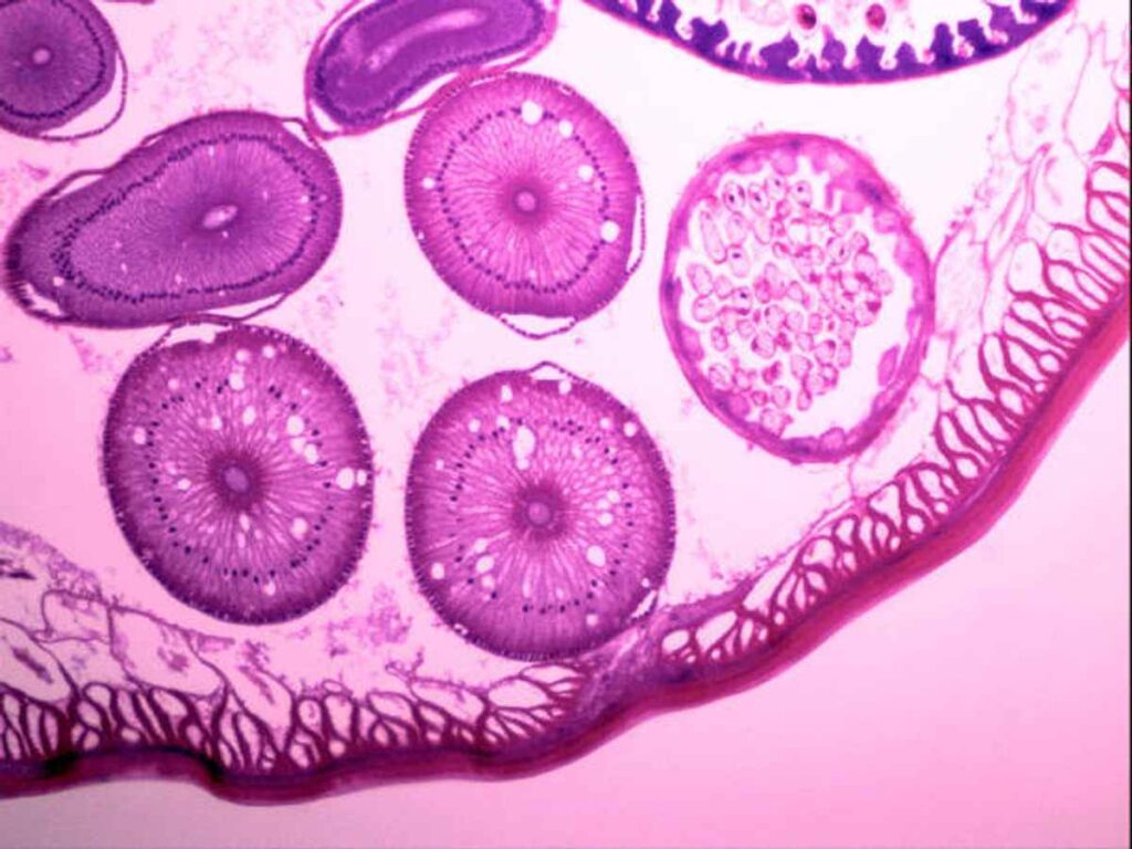 Neco Biology Practical 2021 Answers