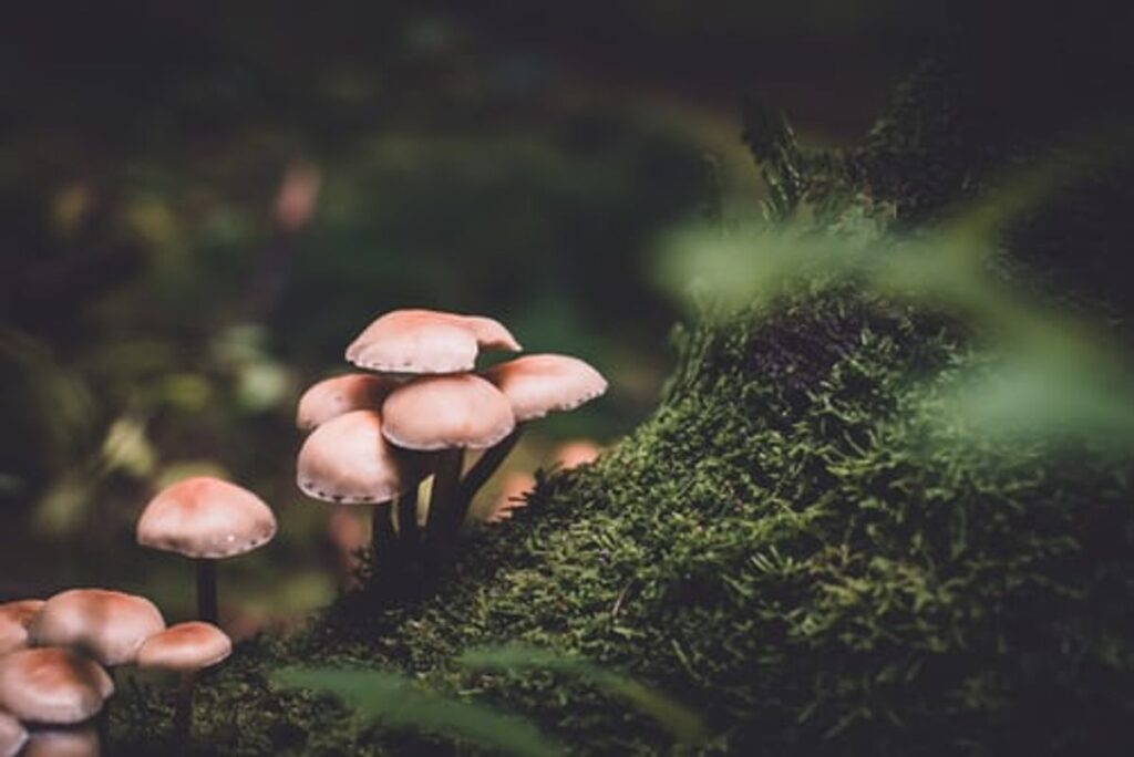 Shroom Capsules