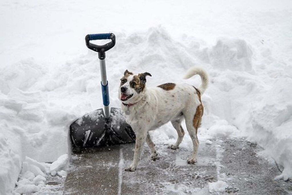 How To Stop Him From Digging