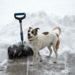 How To Stop Him From Digging