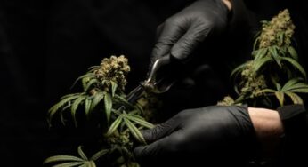 Health-related Marijuana For ADHD