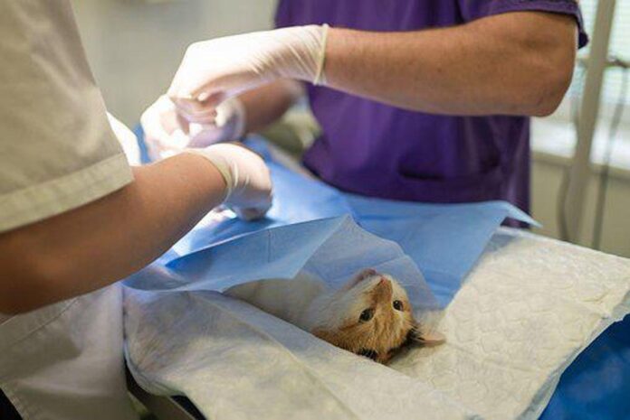 Professional Veterinary Surgeon