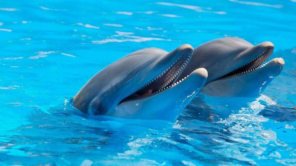 swim with Dolphins in Cozumel