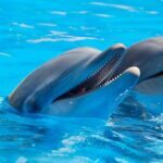 swim with Dolphins in Cozumel