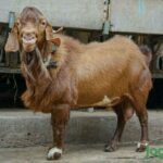 Kambing boer