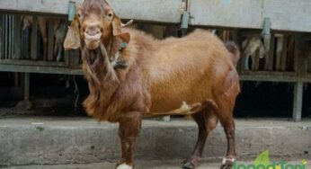 Ini Pemicu Kambing Boer Mahal