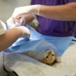 Professional Veterinary Surgeon