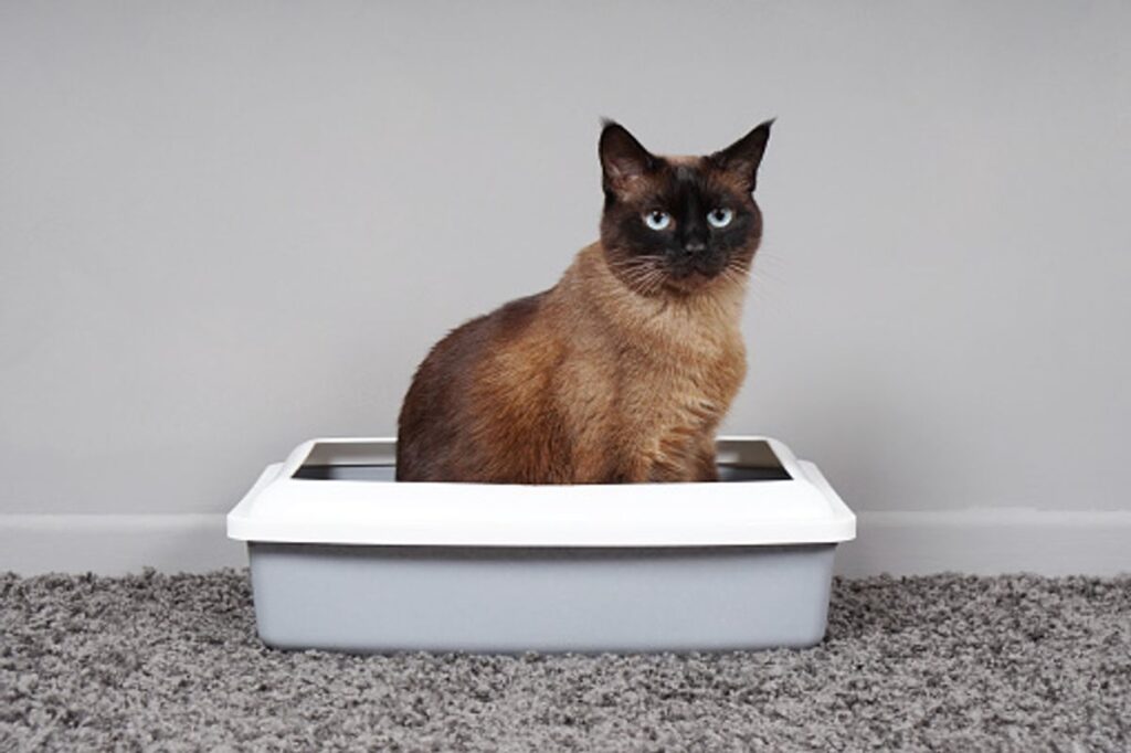 best automatic cat litter box