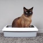 best automatic cat litter box