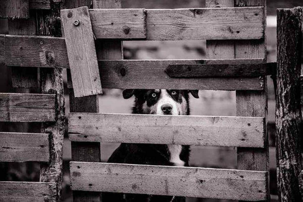 wireless dog fence