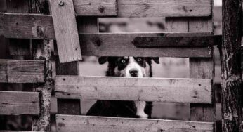 The benefits of An Invisible Dog Fence