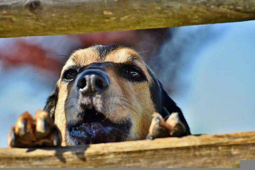 wireless dog fence work