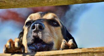 Puppy Containment – Do Electronic digital Dog Fences Really Work?