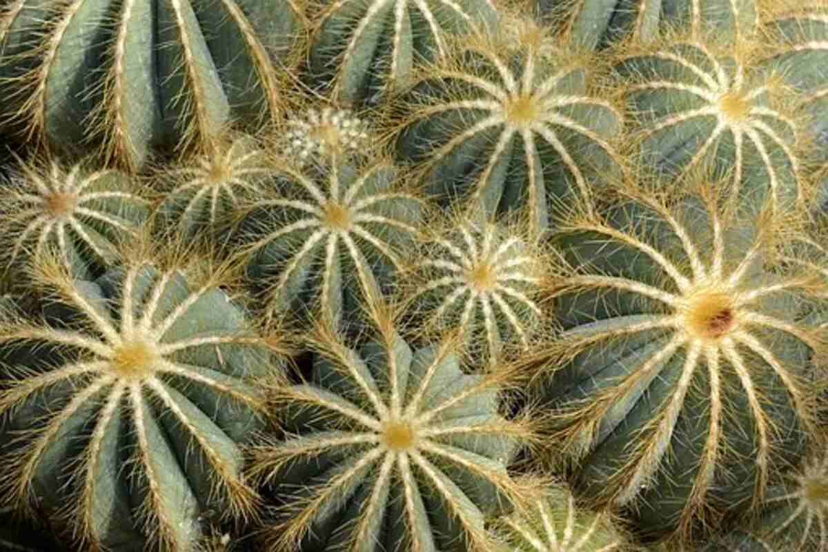 peyote cactus for sale
