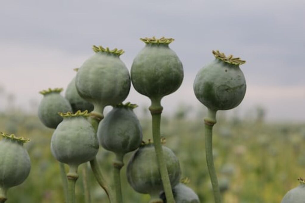 dried poppy heads for sale