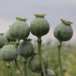 dried poppy heads for sale