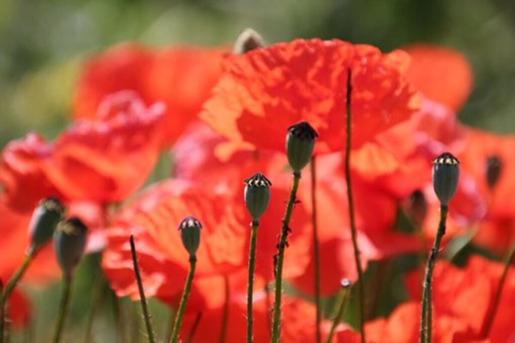 dried poppy pods for sale