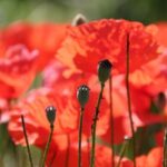 dried poppy pods for sale