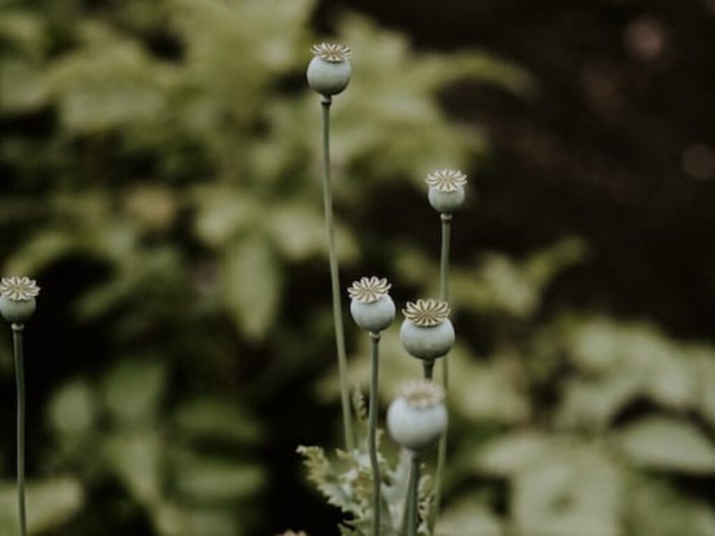 dried poppy pods ( unwashed)