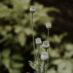 dried poppy pods ( unwashed)