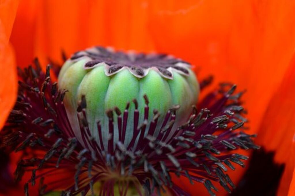 poppy pods for sale