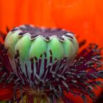 poppy pods for sale