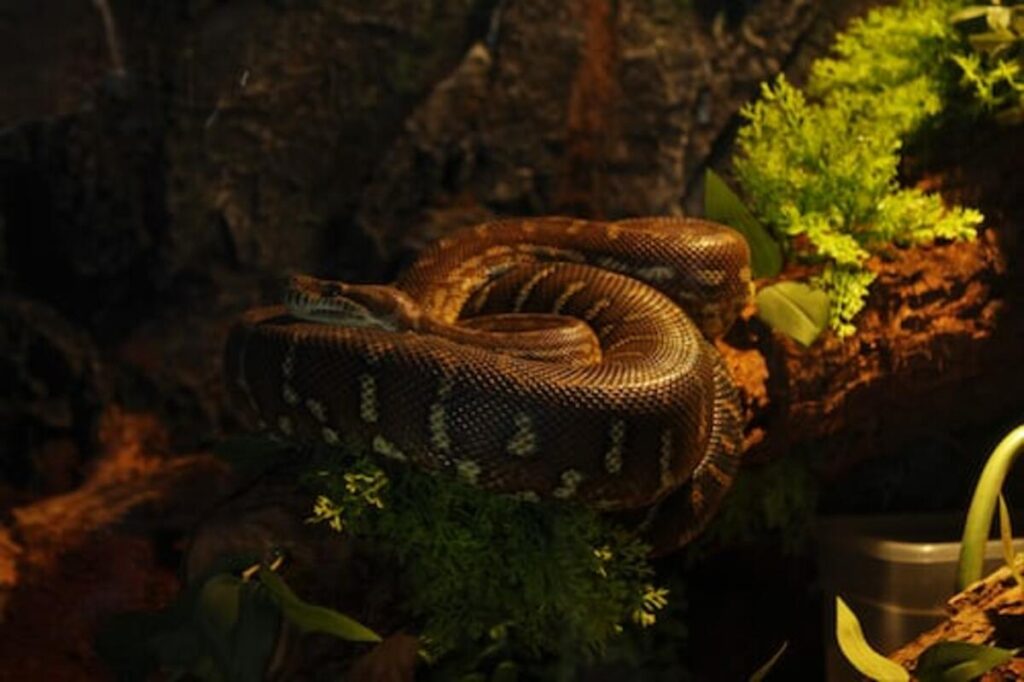 hognose snake for sale