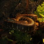 hognose snake for sale