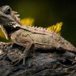 reptiles for sale online