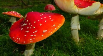 What to Know About Magic Mushroom Use