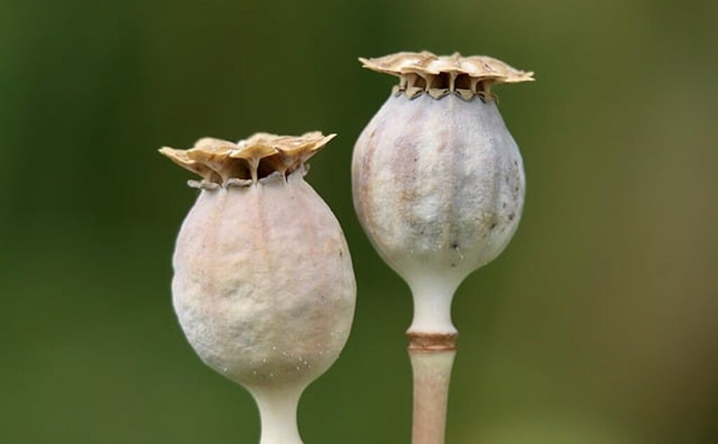 Poppy pods