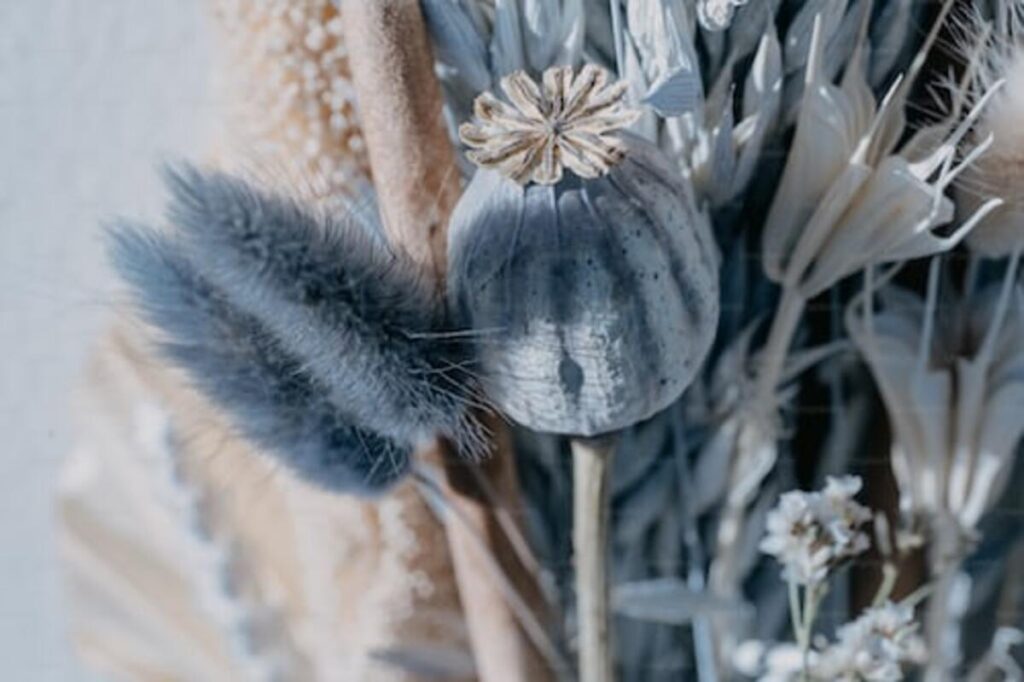 dried poppy pods ( unwashed)