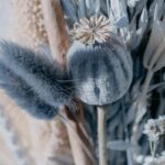 dried poppy pods ( unwashed)