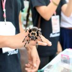 Jumping Spiders For Sale