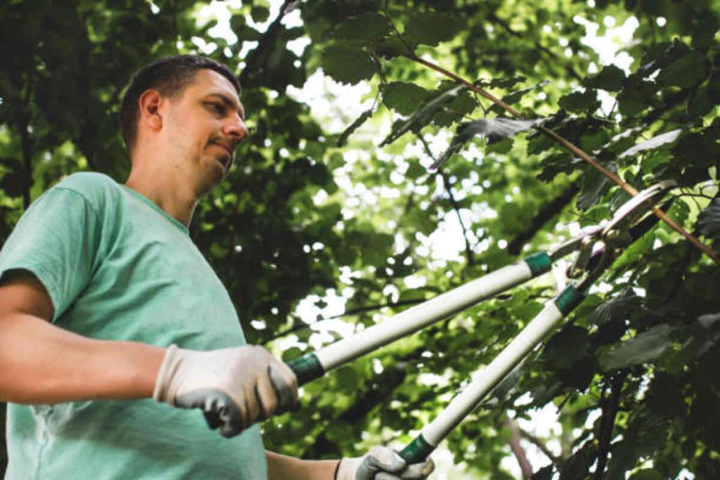 Tree Pruning