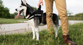 Choosing a Pink Dog Harness