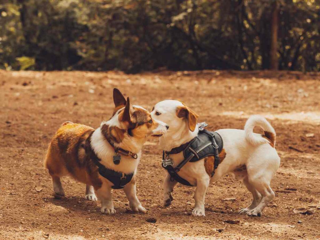 designer harness for small dogs