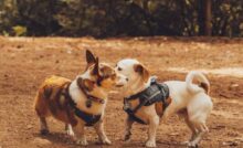 designer harness for small dogs