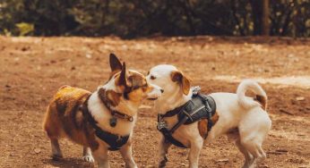 Easy on Harnesses From Doggie Design