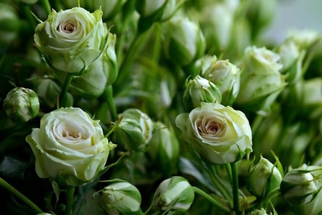 Florists in Shrewsbury