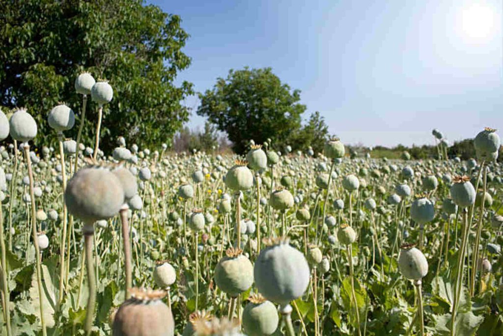 Health Benefits of Poppy Seeds