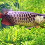 Caring for Your New Arowana Fish