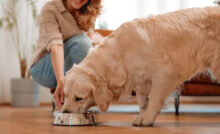 melhor ração para cães com problemas renais