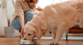 Essential Ingredients for Kidney-Friendly Dog Food